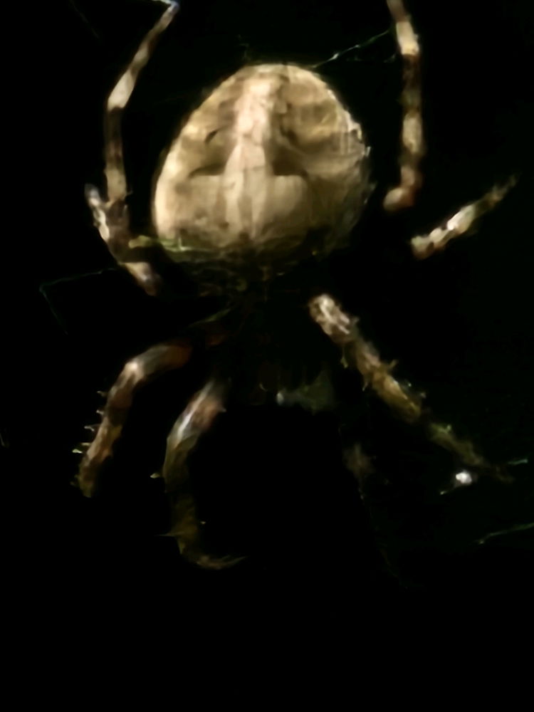 Araña que vi