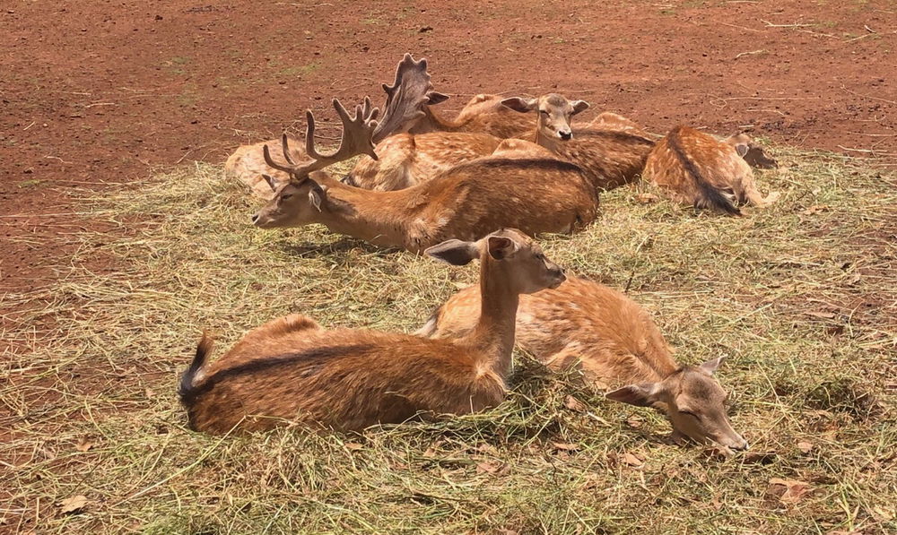 Cute deer in park!