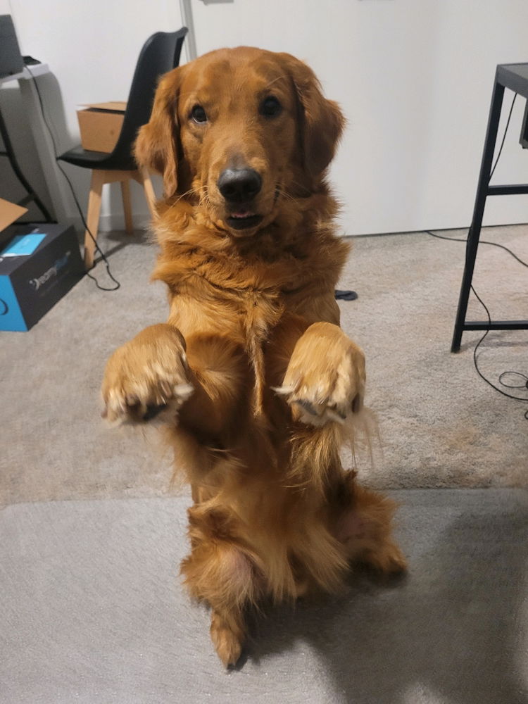 Trying to get my attention while I work