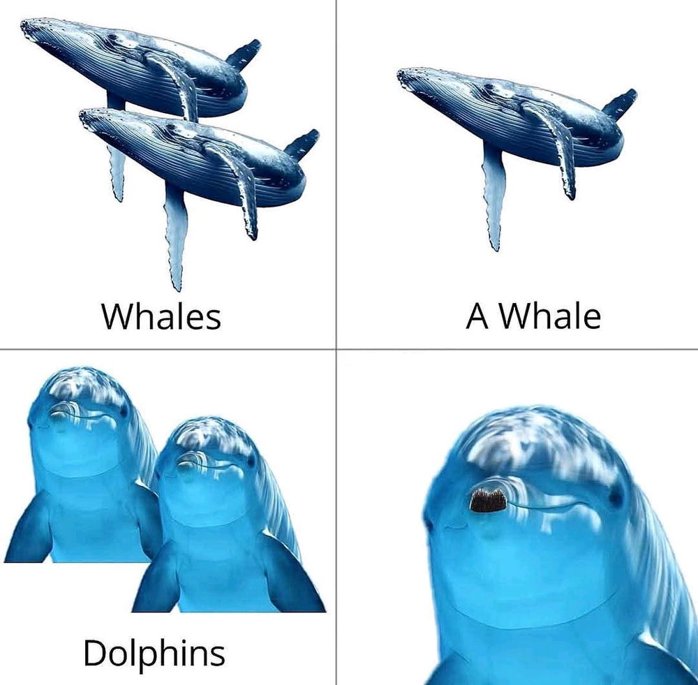 🐋🐬