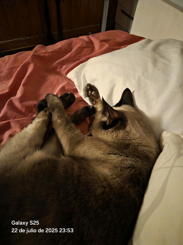 No hay manera de que me deje sitio en la cama 😅
