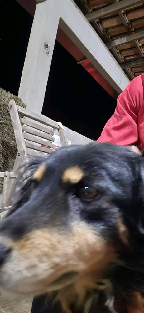 Coisa mais linda 🐶😁