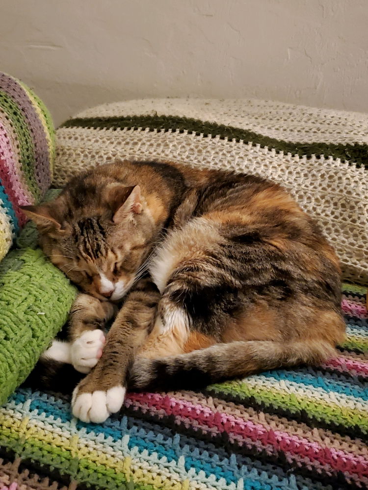 Eeepy kitty 🥰