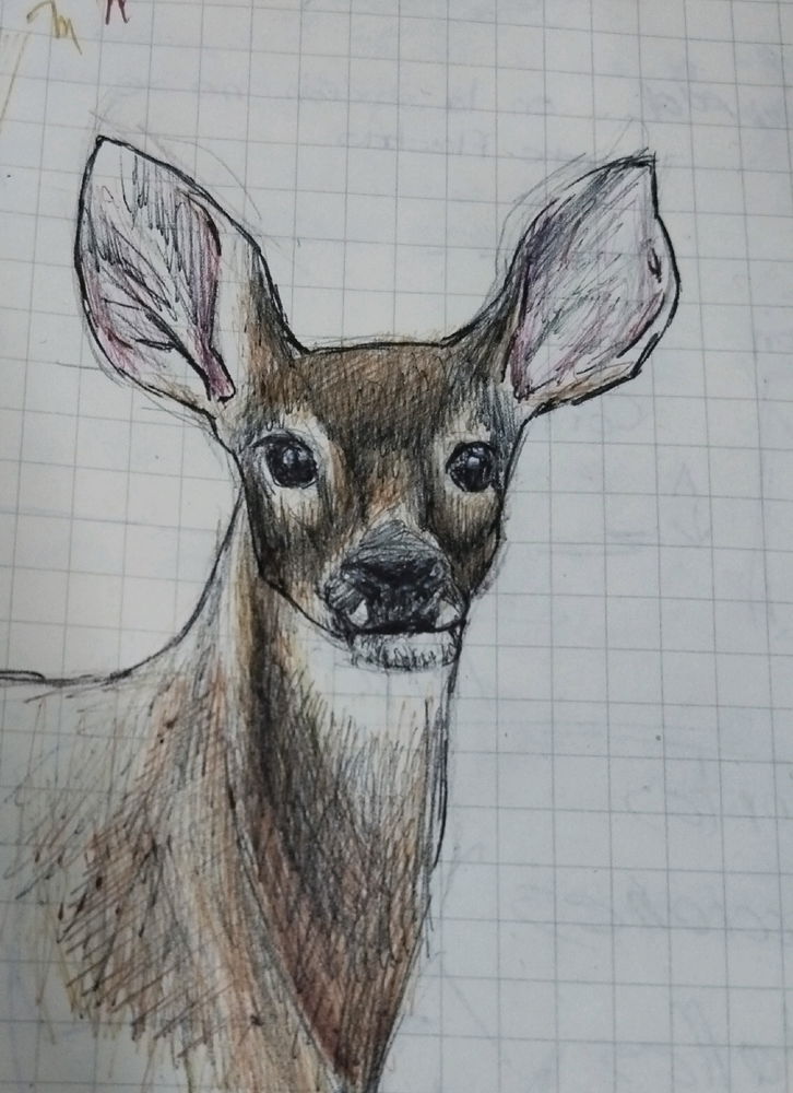 Venado