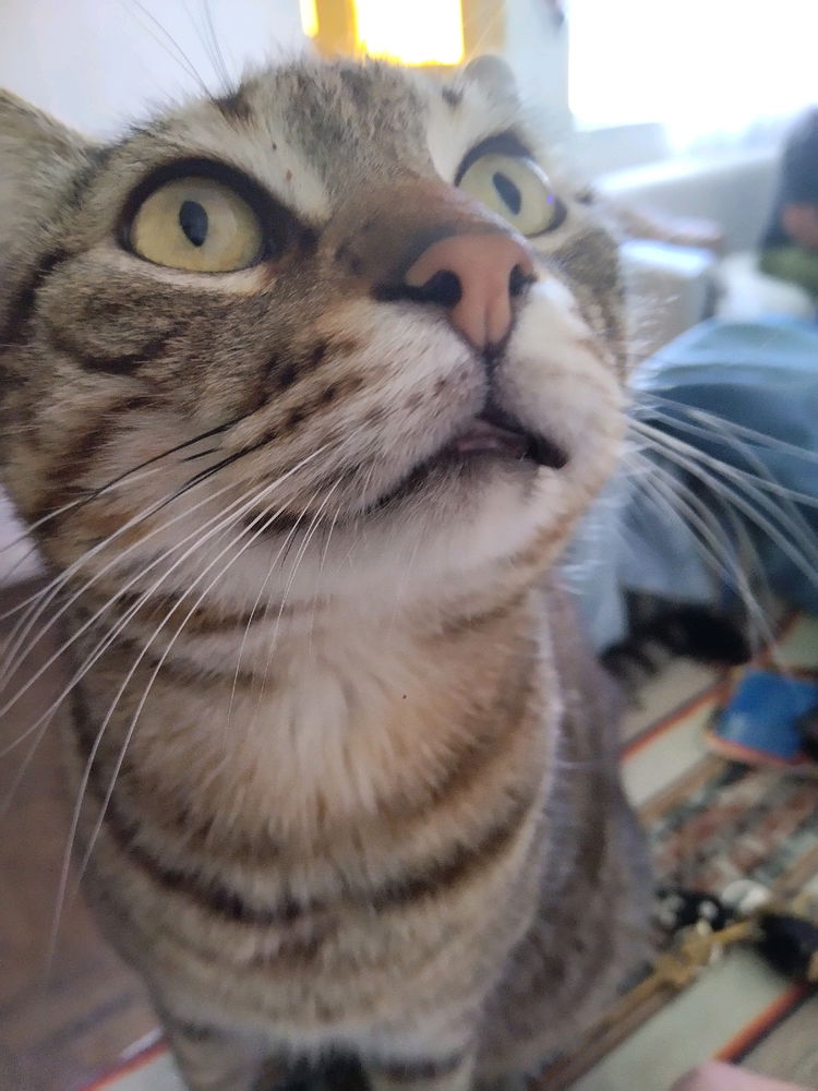 Hola?