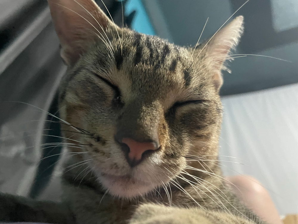 Miau
