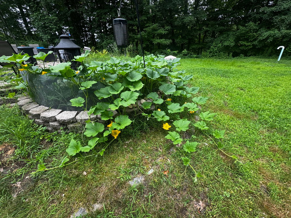 First year gardening