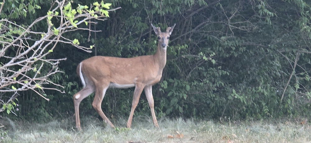 From a recent walk