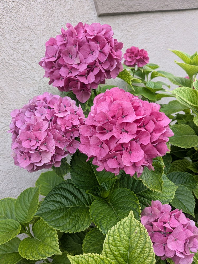 I'm so proud of my hydrangea this summer!!