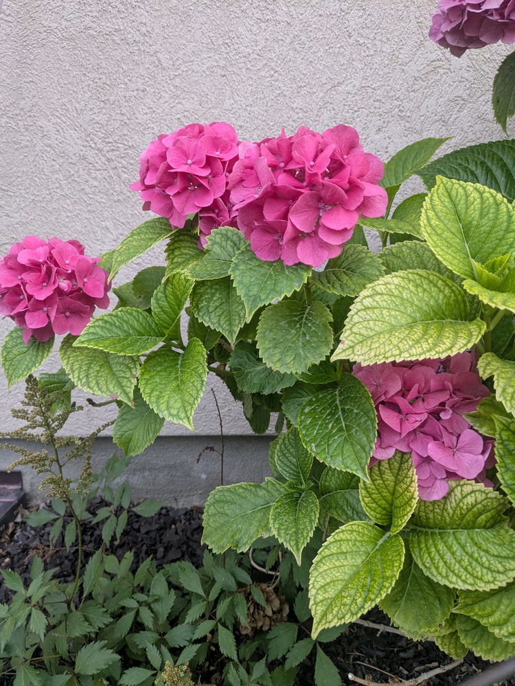 I'm so proud of my hydrangea this summer!!