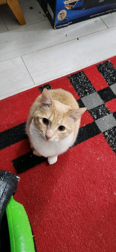 El obi