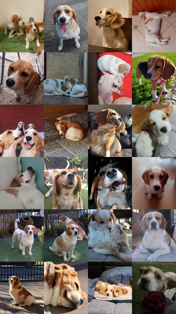 Hace poco fue el día mundial del perro