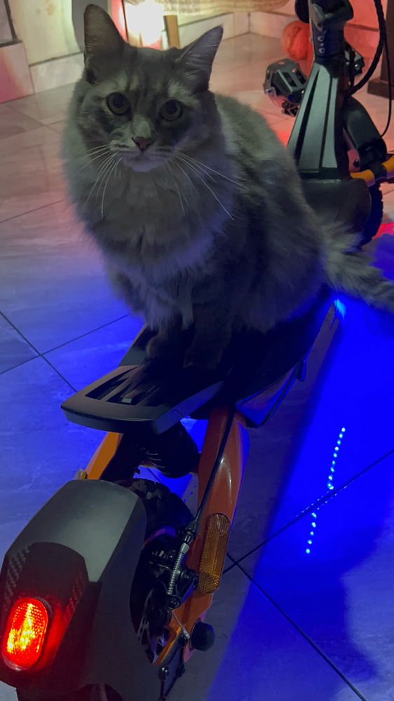 Gata scooter