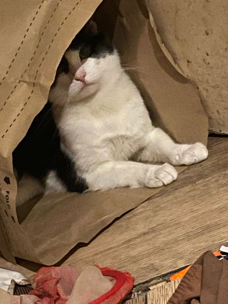 happy cat