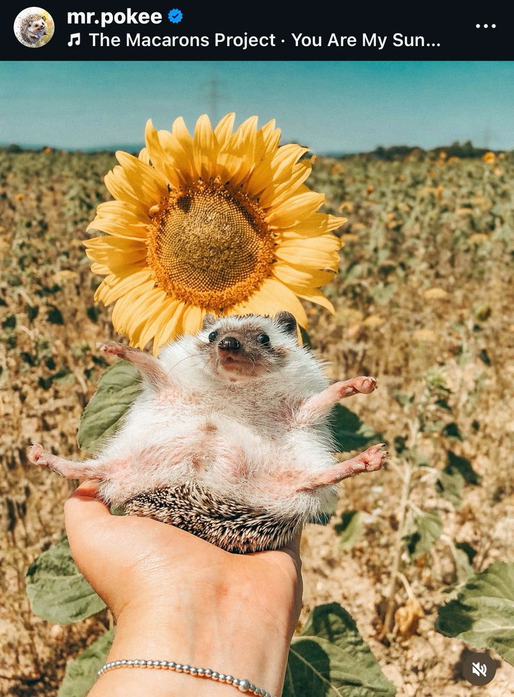 Igel
