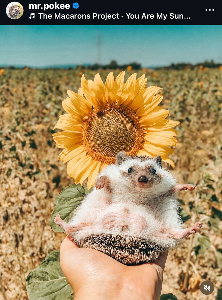 Igel