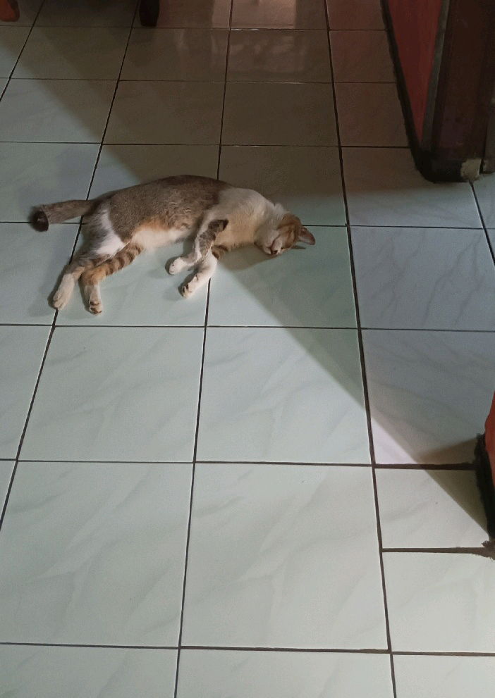 Mujaer