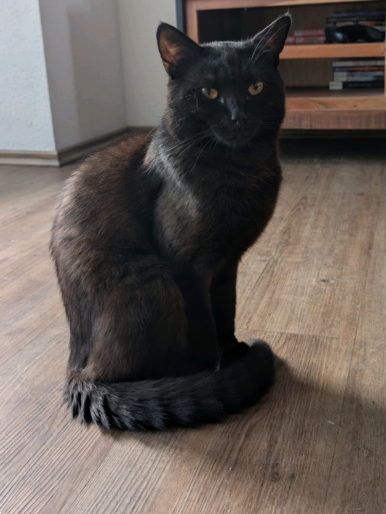 🐈‍⬛