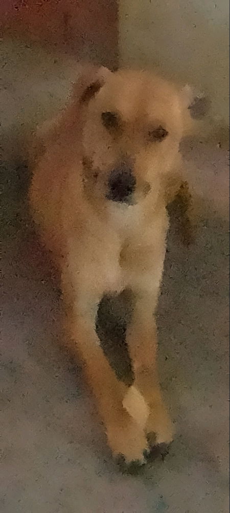 🐕