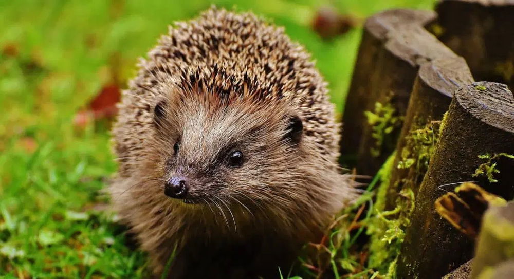 Garten für Igel❤️