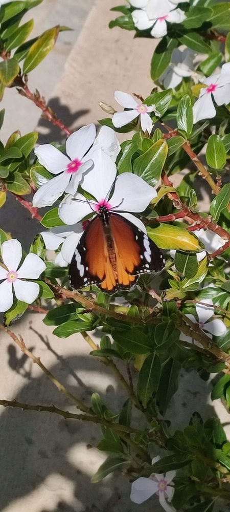 🦋