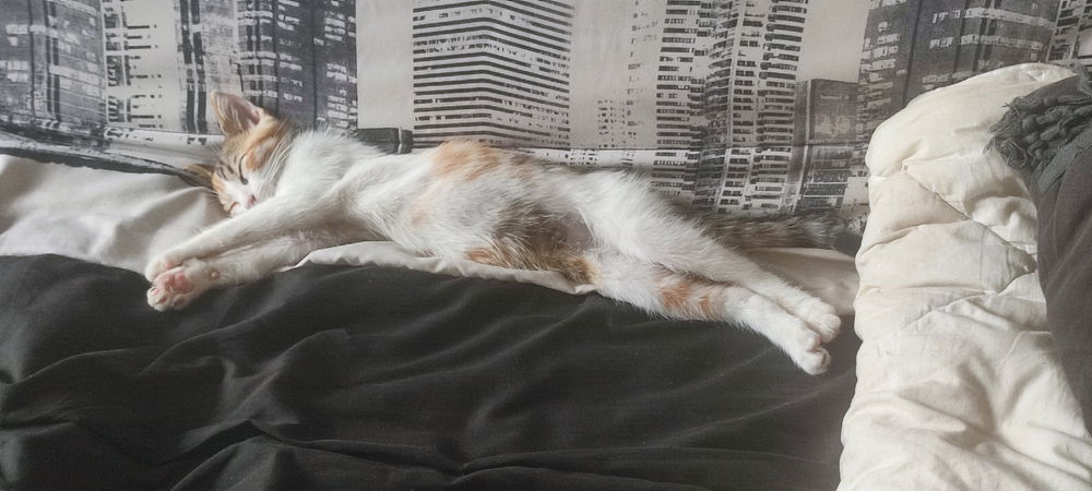 Chat pacha 😅