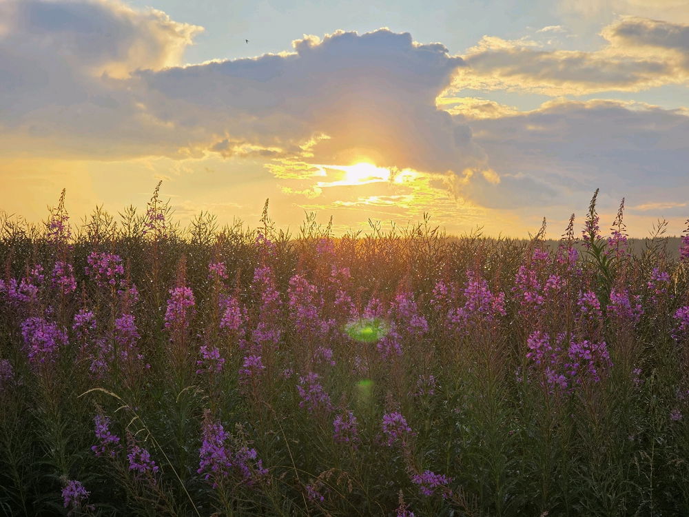 Summer evening ☀️