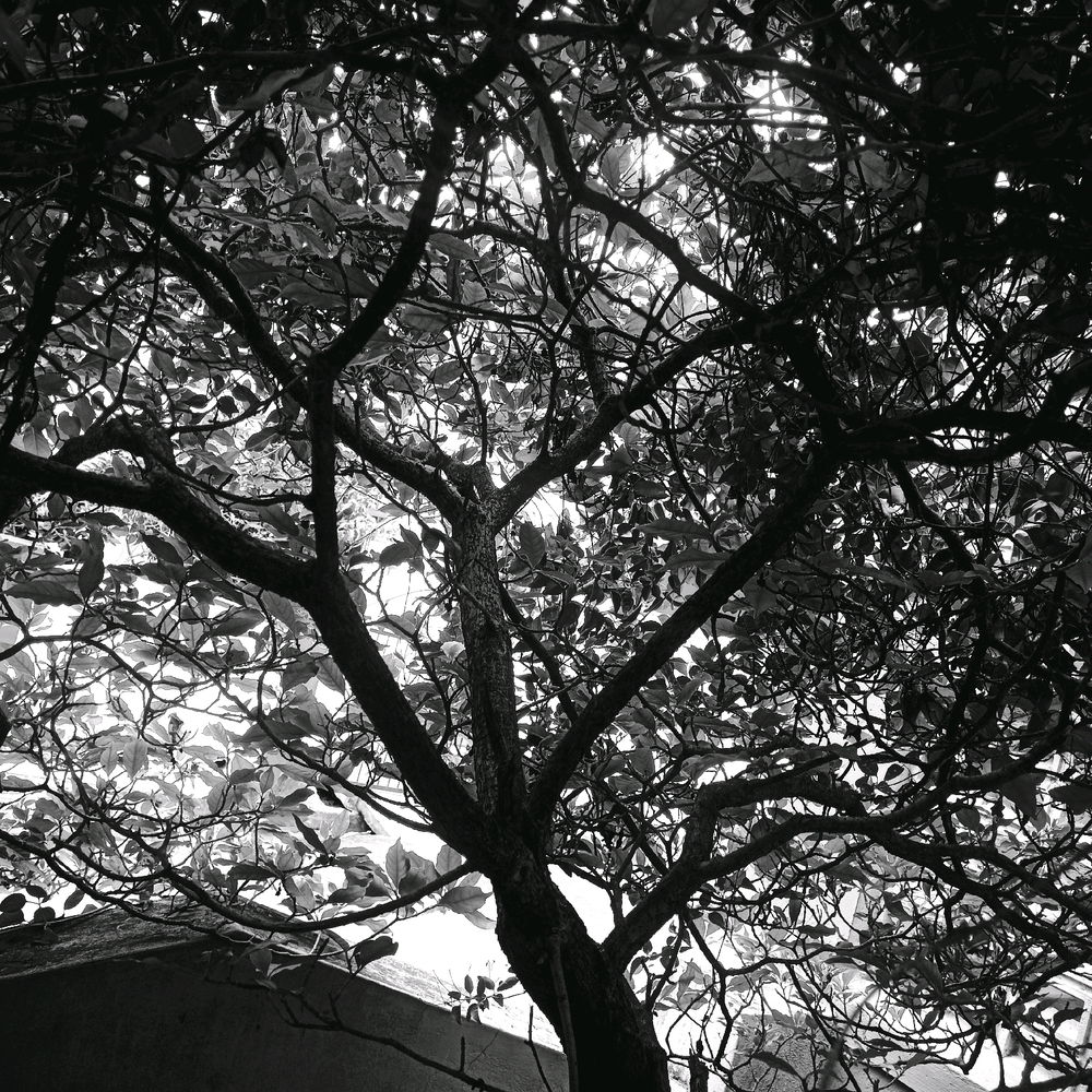 Black and White
