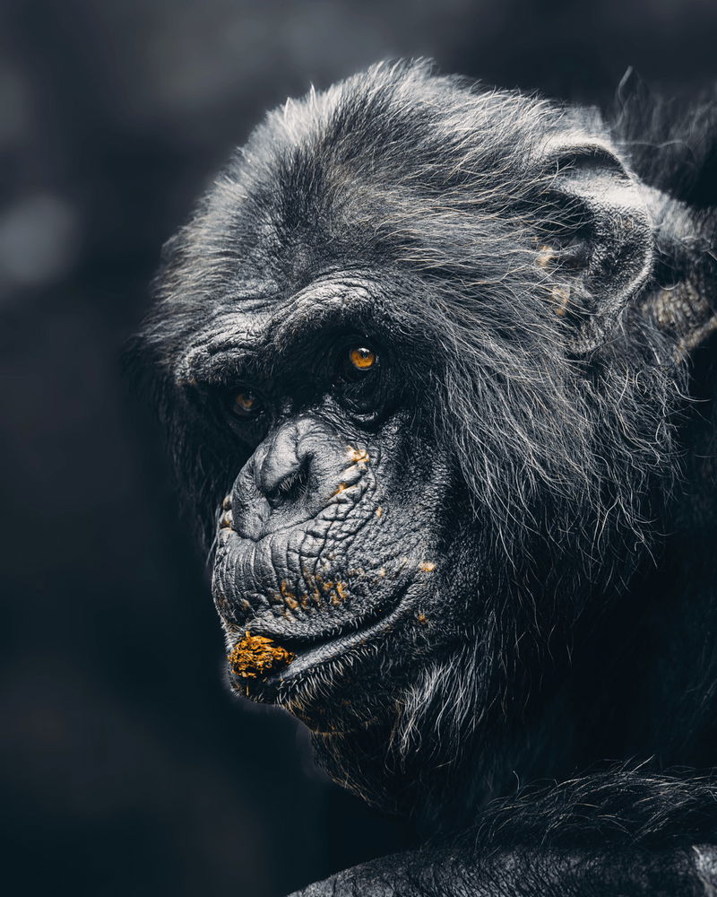 🐵
