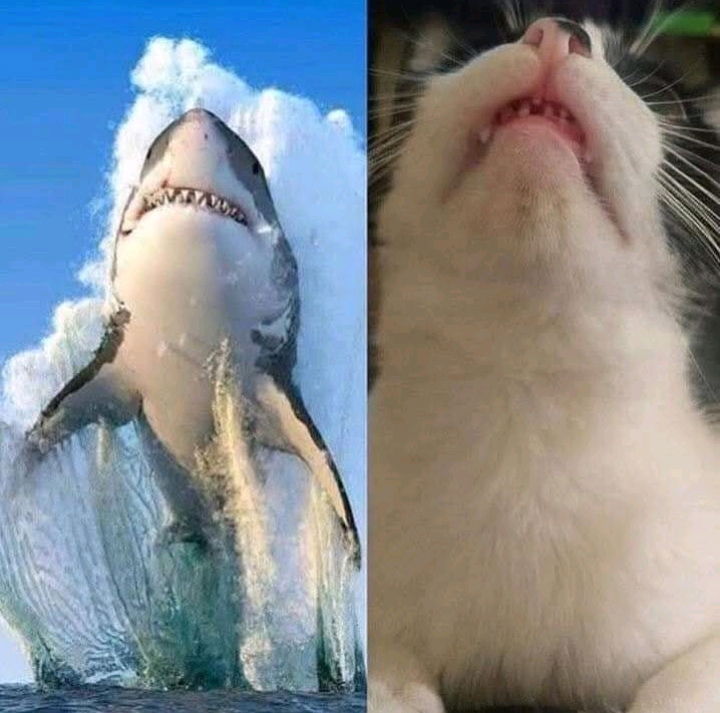 😂😂😂