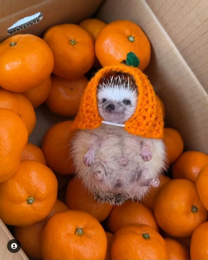 Милота зашкаливает)