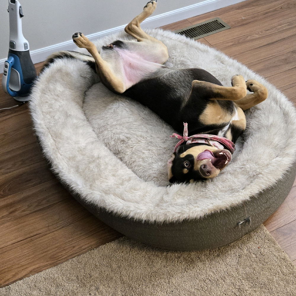 Lola Palooza