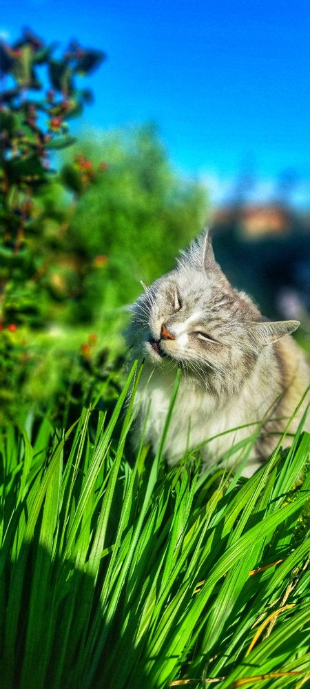 Verflixte Fotoshooting mit Katzen