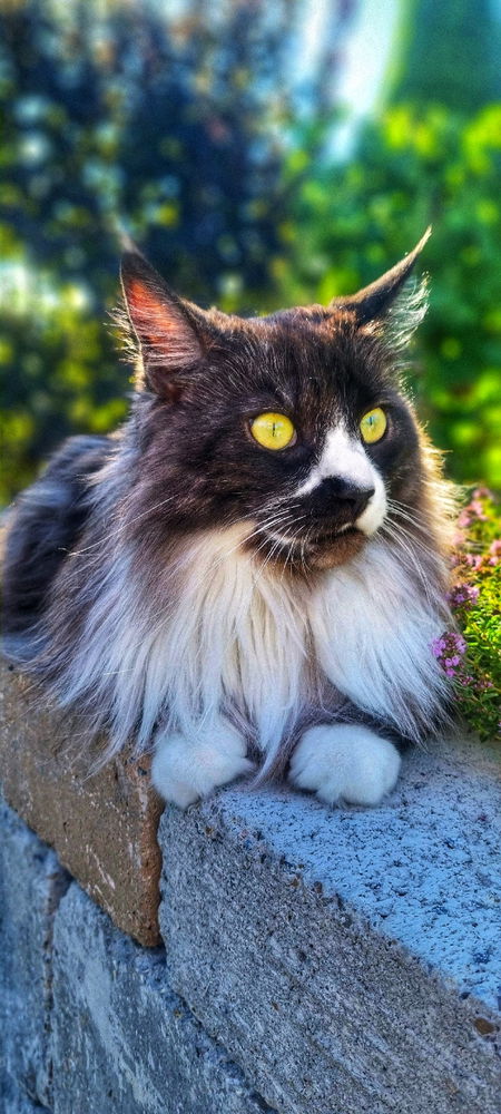 Verflixte Fotoshooting mit Katzen