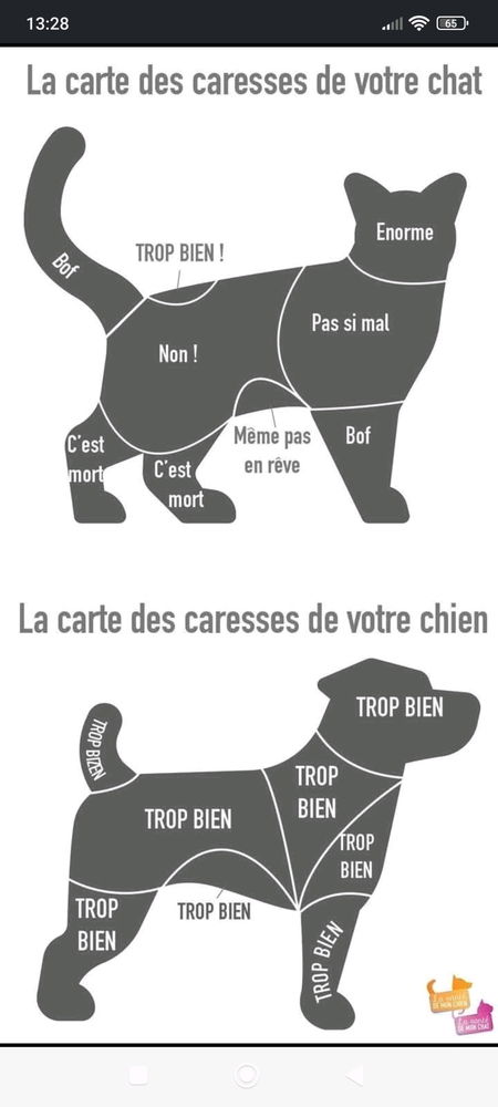 Chien vs chat
