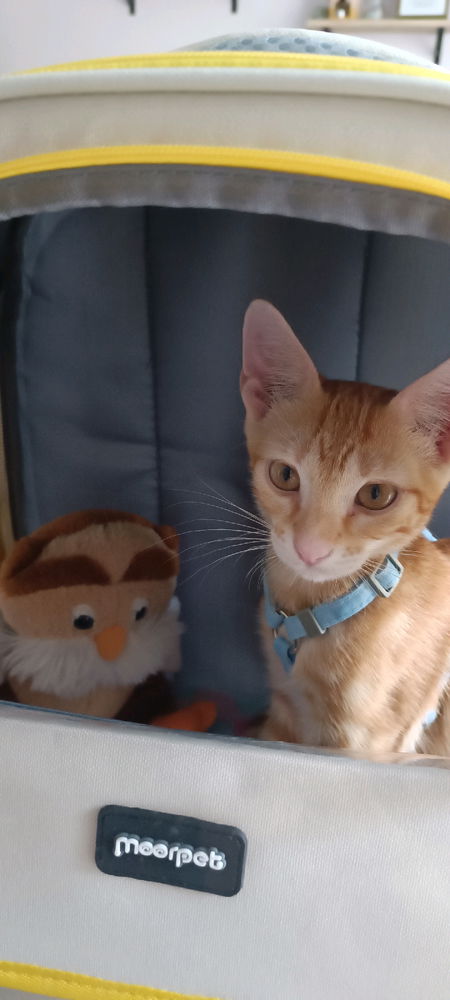 Mi presento