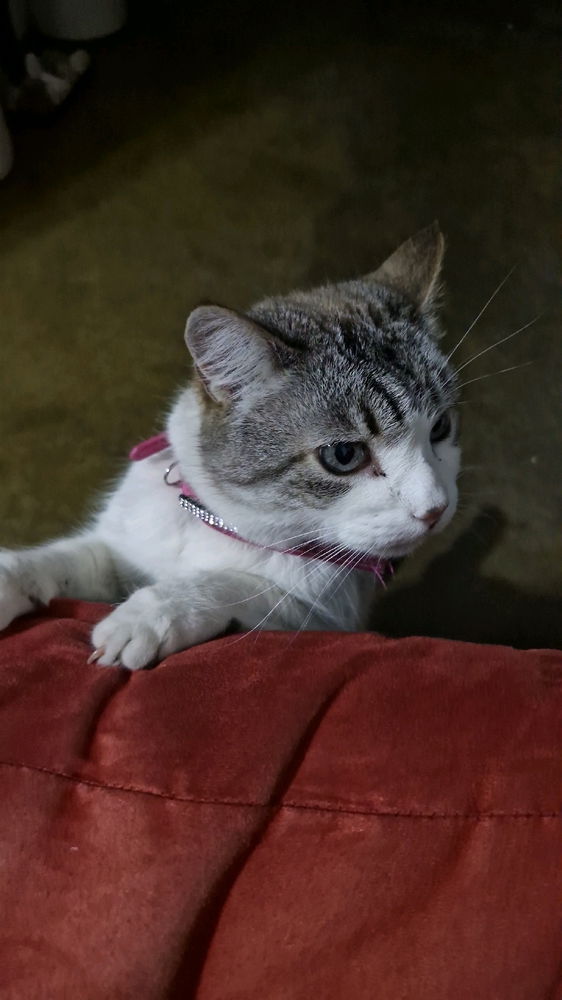 Pusheen my cat