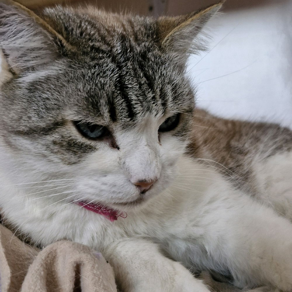 Pusheen my cat