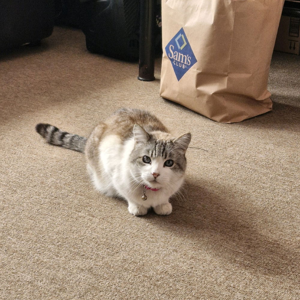 Pusheen my cat