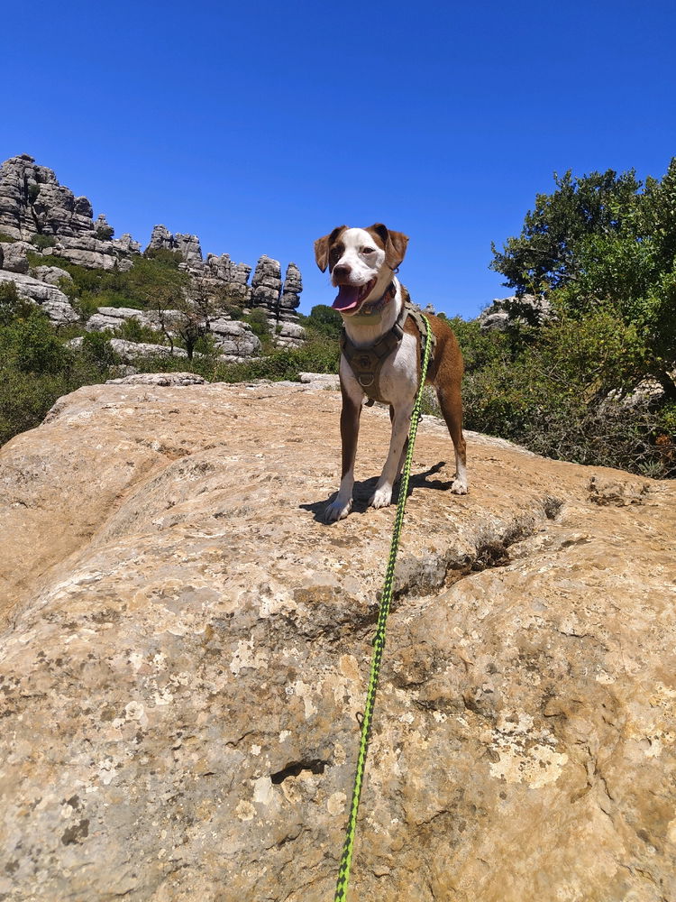 just a dog