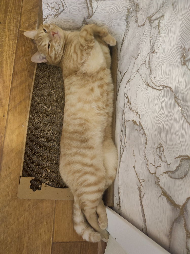 🐱