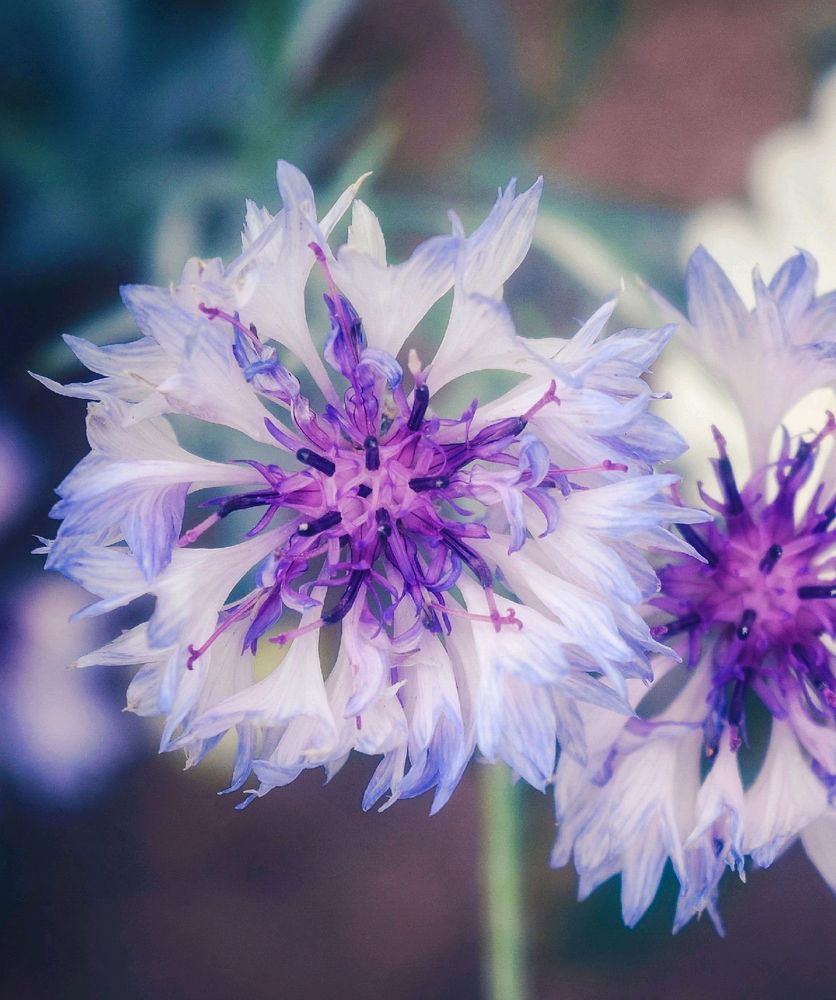Petite merveille du jardin 💜