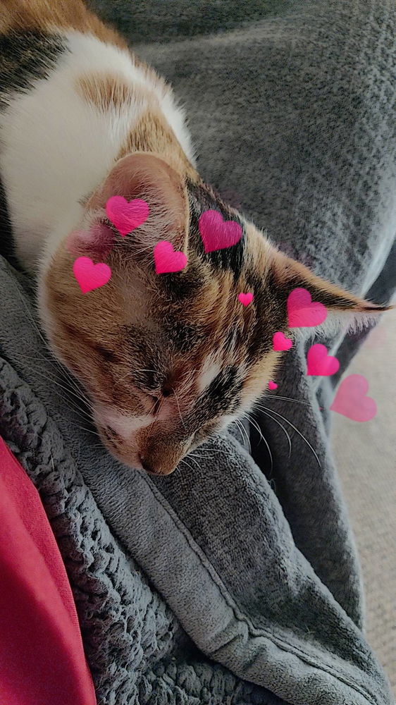 My only Companion