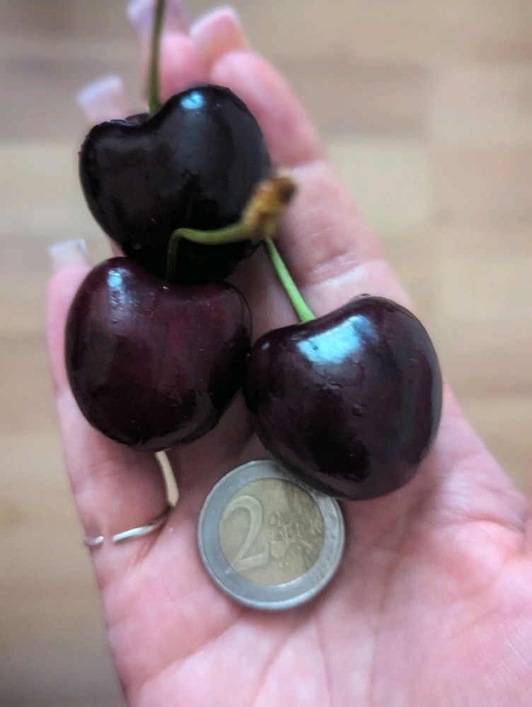Sweet Cherry