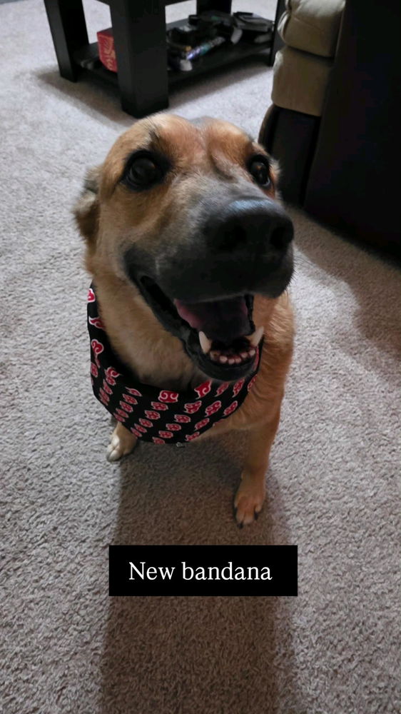 Quarterly Bandana Check