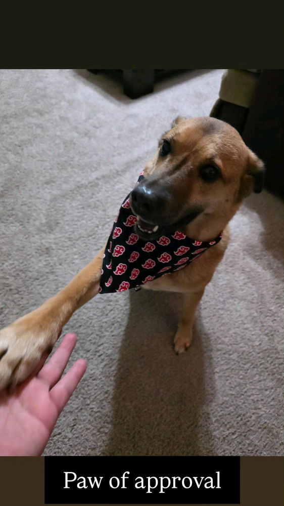 Quarterly Bandana Check