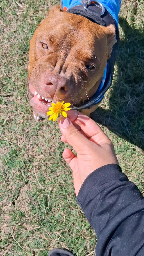 Mi atenea🌼