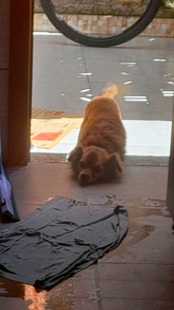 Tirei essa foto de longe pq se eu chegar perto ele começa a pular kaksks meu cachorro velhinho ainda tem a mesma cara de pidão de quando era filhote