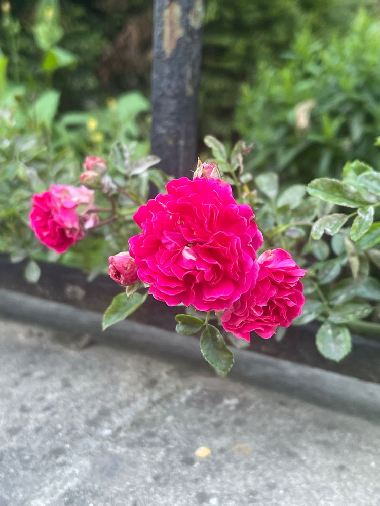 Simplicity and beauty