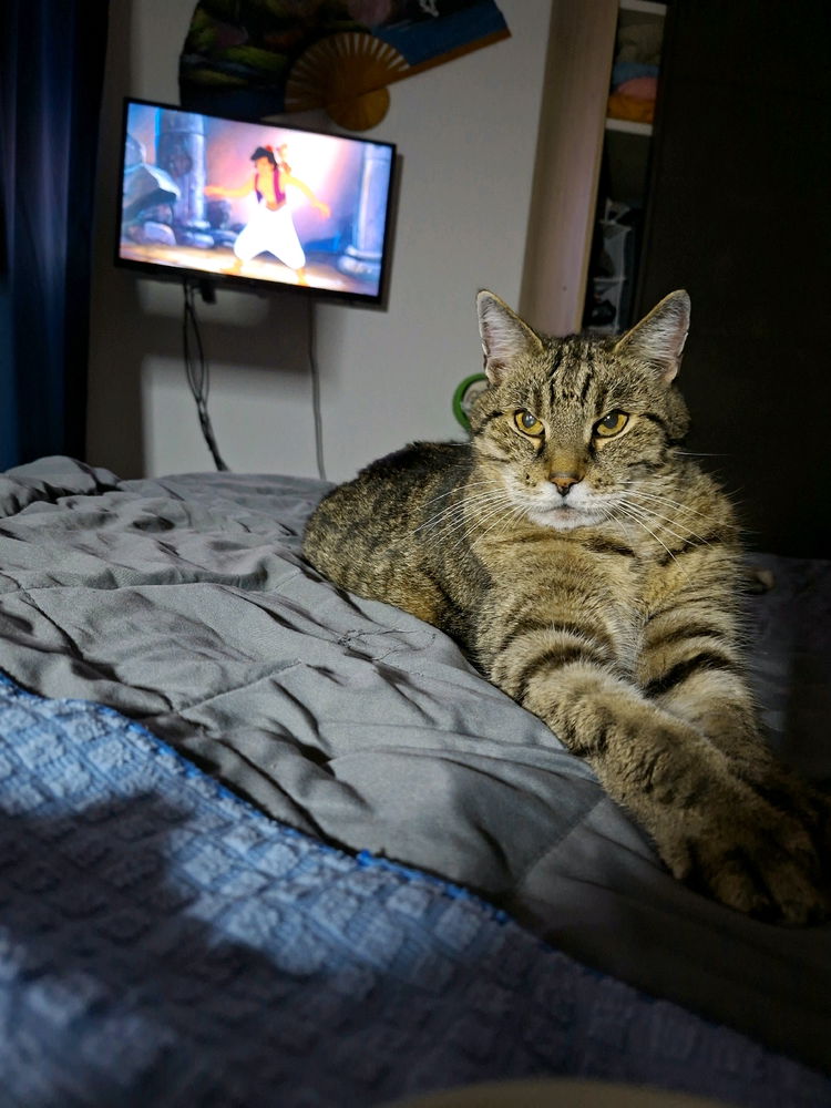 My tricky cat